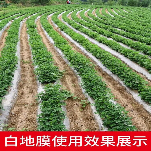 农用白色地膜加厚抗老化塑料薄膜除草保温保湿防草耐拉扯小拱棚膜 白色10.6斤0.8米宽1315米长 薄款
