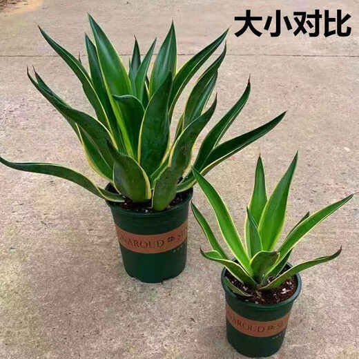 金边龙舌兰盆栽 多肉植物 虎皮兰绿植花卉好养 金边龙舌兰一颗高20-22CM左右 原土发货耐旱植物易养活