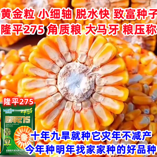 New species Longping 275 high-yielding corn seeds, double stick twin king, drought and waterlogging tolerance, lodging resistance and rust resistance New species Longping 275 Big Mac twins, about 4239 grains, 1 bag, original national approval