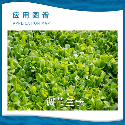 Lanyue Lanyue Benfu 0.004% brassinolide cabbage growth regulator 10ml 1L