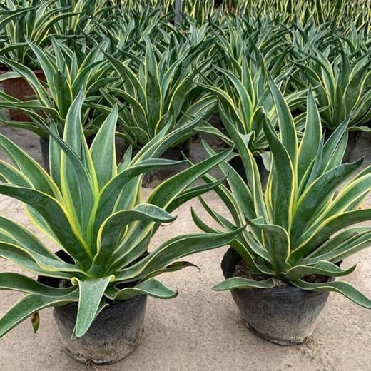 金边龙舌兰盆栽 多肉植物 虎皮兰绿植花卉好养 金边龙舌兰一颗高20-22CM左右 原土发货耐旱植物易养活