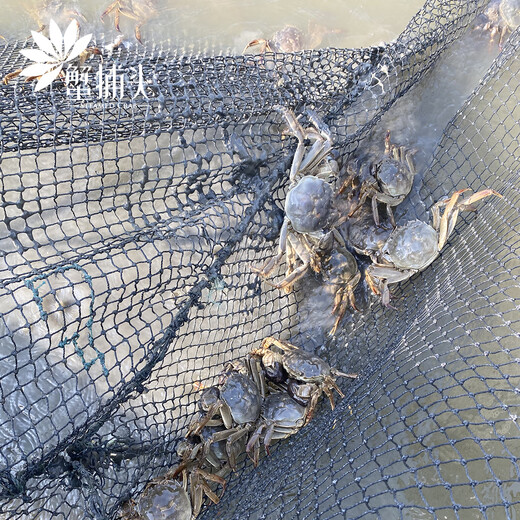 [Certificat-cadeau] Crabe Crab Crab Card Gift Collection Crab Coupon Crab Card Exchange Coupon Pickup Card Hoiley Crab Goiner Type 698 FEMME CRABLE FEMME FEMME 2,0 TOUTQUE PACK 10