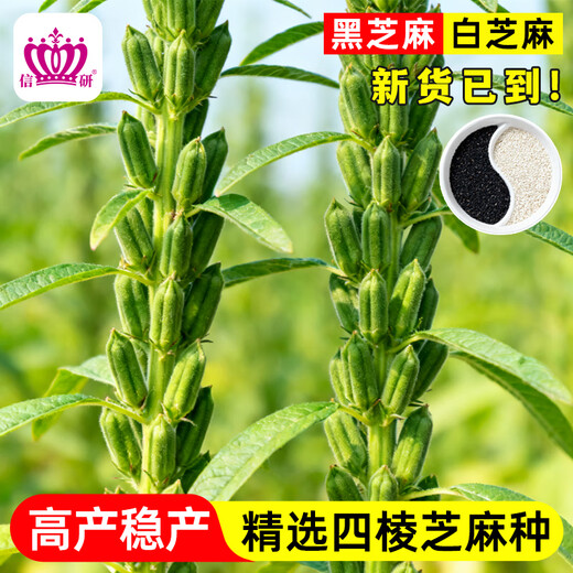 Xinyan high-yielding sesame seeds, four-sided, high-oil, multi-resistant black and white sesame seeds planted in farm fields, spring and summer four-season vegetable seeds, high-yielding black sesame seeds, black sesame seeds, 10g*1 bag