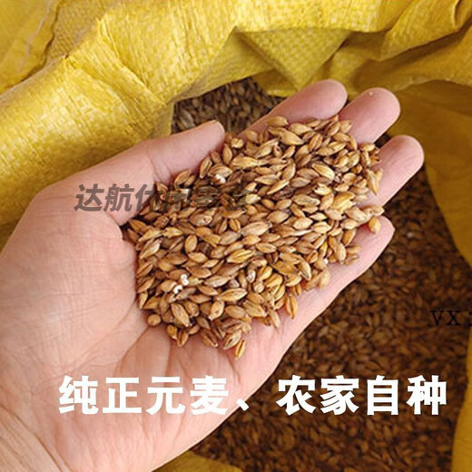 Send a message to Jiangsu Jingjiang specialty Yuanmai Zongzi Noodles 1 Jin Jin equals 0.5 kg 5 Jin Jin equals 0.5 kg Packed with coarse grains from farmers and uses Yuan Mai Flour to cook porridge Yuanmai Zongzi Noodles 1 Jin Jin equals 0.5 kg *5 bags