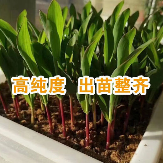 Suiyiman Jingke 968 high-yielding corn seeds, short stems and big sticks, drought-resistant and high-temperature resistant purple gold version white shaft corn seeds purple gold version original 4000 grains