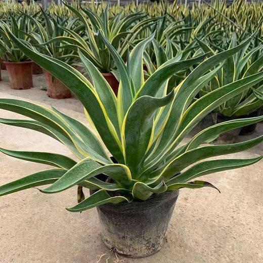 金边龙舌兰盆栽 多肉植物 虎皮兰绿植花卉好养 金边龙舌兰一颗高20-22CM左右 原土发货耐旱植物易养活