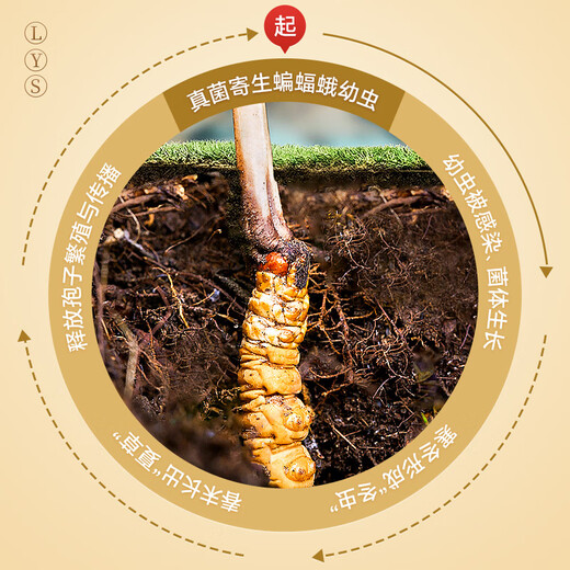雷允上野生冬虫夏草2.2根/g 30g约66根那曲虫草高端礼盒送领导