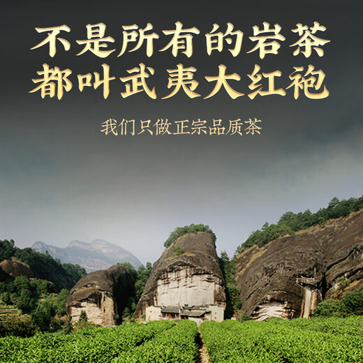 Zhenchashi Oolong Tea Wuyi Rock Tea Dahongpao Special 250g Boîte à feu moyen-feu Wuyishan Cinnamon Tea Brink