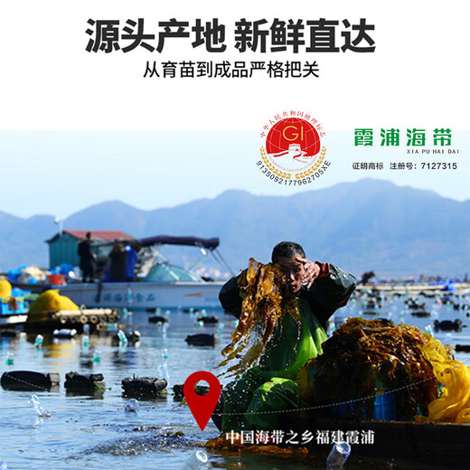 福建霞浦盐渍海带结新鲜特厚昆布无沙高泡发低盐火锅炒菜商用批发 盐渍海带结1包500g