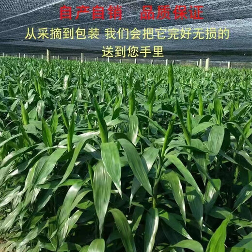 Lucky Bamboo, hydroponic plants shipped from Guangzhou, good for lazy people, a gift for Buddha in the office, Chinese Valentine's Day, Lucky Bamboo 70cm, 10 pieces