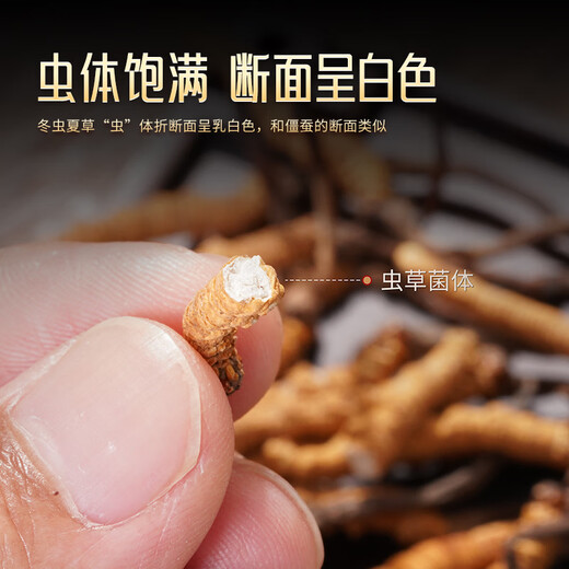 胡庆余堂冬虫夏草5根/g 8克红色对开礼盒装约38-40根西藏虫草礼盒天号50