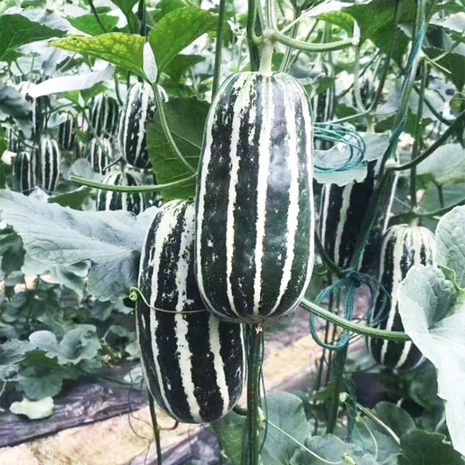 Tianjin Deruit Boyang No. 9 melon seeds, sesame honey melon, small melon seeds, crisp melon, thin skin, Boyang melon seeds, Boyang No. 9 melon seeds, 20 capsules