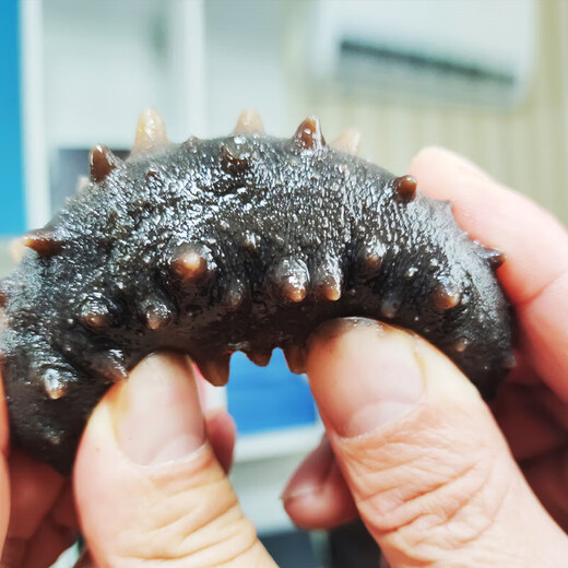 Ready-to-eat sea cucumbers individually packaged fresh seafood gift box fresh Dalian sea cucumber sashimi frozen Liao cucumber high-quality sea cucumber exquisite high-quality gift box 5 Jin Jin equals 0.5 kg (50-75 heads)