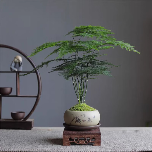 Eight-bud asparagus, moss, white-haired moss, green plant, indoor coffee table, tabletop, ceramic potted plant, office ornaments, bonsai to purify the air, Zen potted asparagus - containing melamine support, good for potted plants