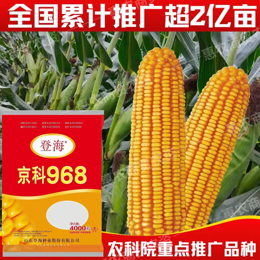 京科968高产玉米种子大全矮杆双棒抗旱涝抗病抗倒伏农科院国审苞 京科968-4000粒(一亩地)宋蔬菜种
