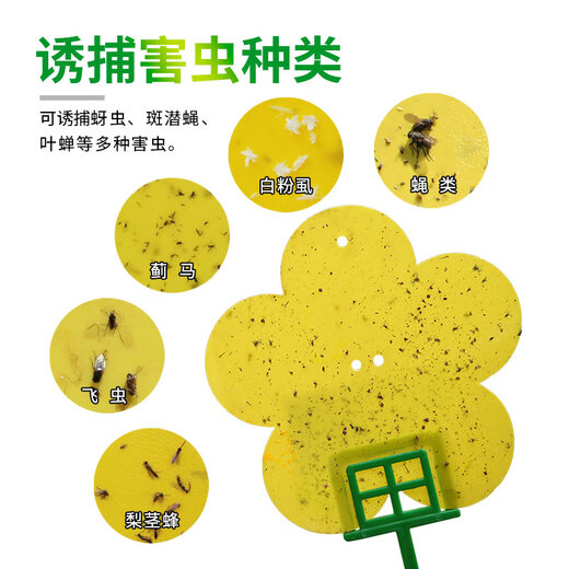 Zhongjie square flower-type armyworm board small flying insect yellow board double-sided armyworm trap flower household small black flying aphids 1 box 12 tablets