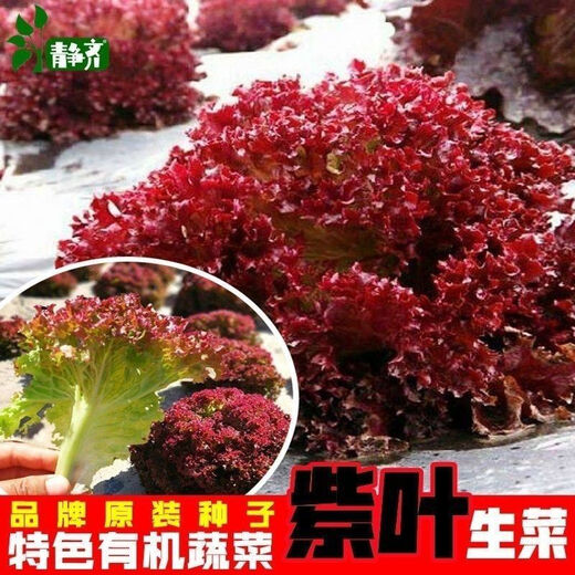 Purple leaf lettuce seeds, salad seeds, four-season planting, cold and heat resistant garden field vegetable seeds, rapeseed seeds, the best original purple leaf lettuce seeds () 1 pack, about 1600 seeds