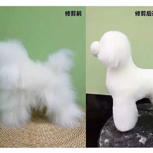 It It Rui Pet Beauty Practice Teddy VIP Fake Hair Model Fake Dog Hair Fake Head Hair Fake Back Hair Full Body Hair Individual Teddy Model Skeleton