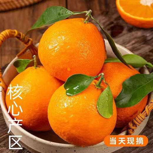 SHINE GRACE Ehime Nr. 38 Jelly Orange Sichuan Orange Ganze Box Saisonales Obst Frische Orange Geschenkbox Hochwertige Farbbox Schaumstoffhalter mit Box 8,5–9 Jin Jin entspricht 0,5 kg Sparsam verpackte extra große Frucht Einzelfrucht 75 mm+ Nettogewicht 8 Jin Jin entspricht 0,5 kg