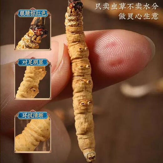 康源藏草地高档送礼品长辈同事岳父母高档冬虫夏草虫草礼盒装干货滋补品 冬虫夏草3根一克【50克礼盒装】