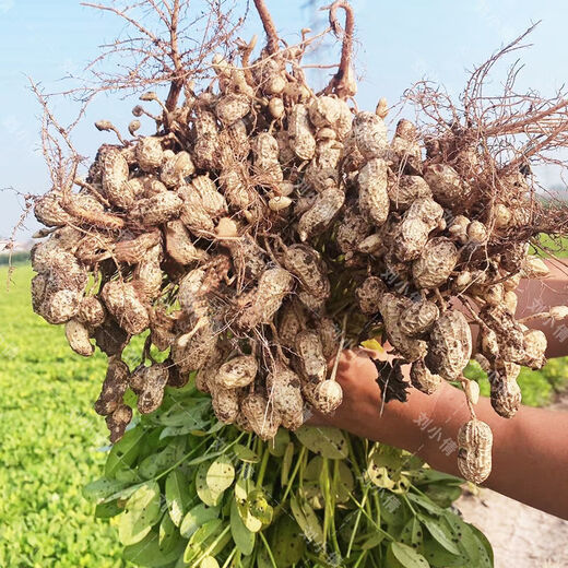 Peanut seed original seed Academy of Agricultural Sciences new variety shelled peanut thin shell large peanut seed high yield short stalk Luhua No. 8 shelled original seed hand-selected 2500 grams (five Jin Jin is equal to 0.5 kilograms)