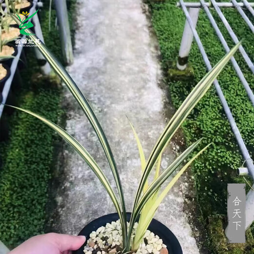 Wengyuan Orchid Jianlan Hetianxia Yehua Double Art Lotus-shaped Plain Heart Ceiling High-grade Xiangyi Precious Resource Grass Hetianxia 3 Seedlings Large and Strong Seedlings Bloom in the Year