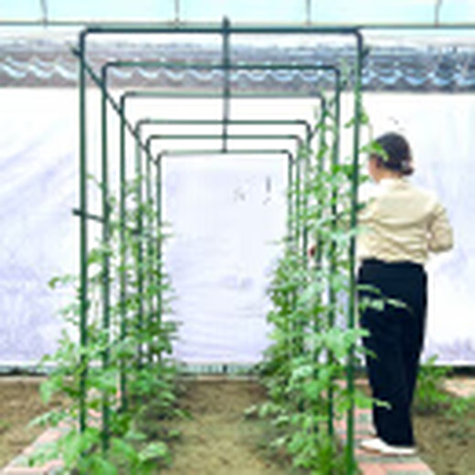 两腿跑【送货上门】爬藤架葡萄黄瓜豆角架种菜花支架庭院园艺花卉支撑杆 粗8mm长150cm10支 特大