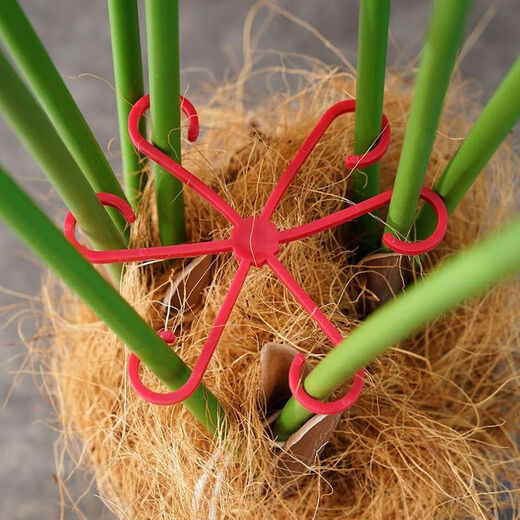 
Beautiful Monstera Support Fixer Anti-Lost Spring Feather Support Hydroponic Branches Flower Pot Flower Floor Anti-Split Climbing Frame 3 Sets Total 12 [Four Sizes]