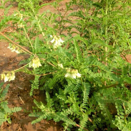 Wild Chinese medicinal material Astragalus seedlings Astragalus seedlings fresh with teeth and kept alive can be planted in pots and planted in the ground. 20 seedlings and 3 seedlings.