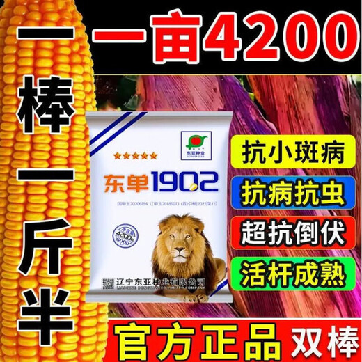 Newly planted double nationally approved Dongdan 1902 corn seeds, original low-stem big sticks, lodging resistance, rust resistance, high temperature resistance and not bald Dongdan 1902 4200 grains 3.3Jin Jin equal to 0.5kg or so x1 bag quality nationally approved original