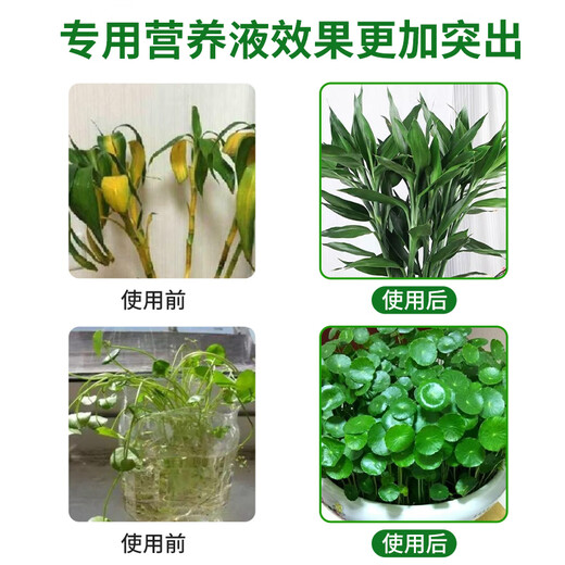 Flower Master Hydroponic Plant Special Nutrient Solution Lucky Bamboo Transfer Bamboo Brazilian Wood Tulip Pothos Copper Money Grass General Fertilizer Hydroponic Nutrient Solution 240ml 92% Household Purchase 2 Bottles