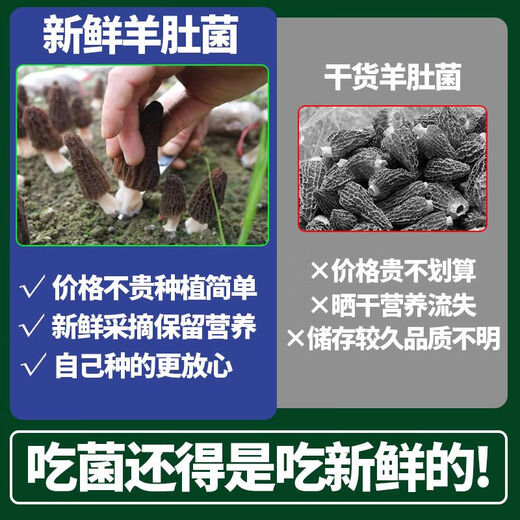 Wang Yuanxing Wild Morel Seed Cultivation Mushroom Fresh Mushroom Artificial Edible Mushroom Spawn Strain Pack Lentinin Mushroom Stick Original Strain Pack 500g Free Instructions + Video