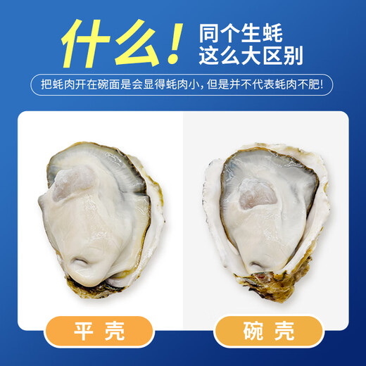 Bassling Fresh Rushan Oysters 4XL Net Weight 10Jin Jin is equal to 0.5kg 20-26 pieces Straight from the source