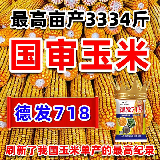 Strong man, high-yielding corn seed, national review, large stick, short stem, lodging resistance, disease resistance, drought resistance, hard grain corn from the north and south, carefully cultivated, about 4220 grains