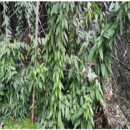 Jinguolan seed bulbs, small bulbs for ground gall seeds, Jinguolan seedlings, wild provenances, one medium-sized bulb is equal to 0.5kg (about 80-120 pieces), bare root without soil