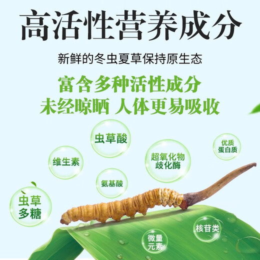 
[Tibet Straight Hair] Authentic First Fresh Cordyceps 2025 Selected High Altitude Fresh Cordyceps SF Cold Chain 0.5-0.6g/root 100 Roots