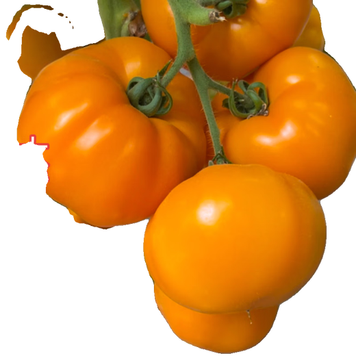 Xinning Tomato Seedlings Complete Collection Tomato Seedlings Black Tomato Hairy Powder Millennium Small Tomato Seedlings Balcony Small Yard Vegetable Plants Small Black Tomato Seedlings 12 Trees