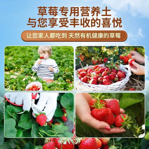 Strawberry special nutrient soil strawberry organic fertilizer special soil strawberry seedlings potted balcony planting soil strawberry special nutrient soil 10Jin Jin is equal to 0.5 kg