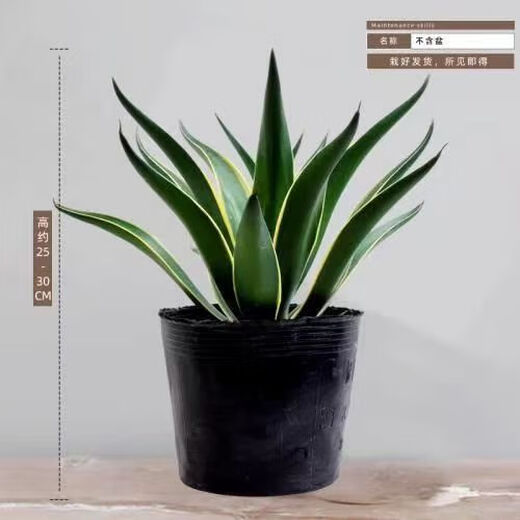 金边龙舌兰盆栽 多肉植物 虎皮兰绿植花卉好养 金边龙舌兰一颗高20-22CM左右 原土发货耐旱植物易养活