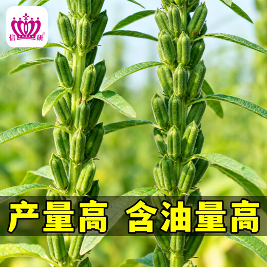 Xinyan high-yielding sesame seeds, four-sided, high-oil, multi-resistant black and white sesame seeds planted in farm fields, spring and summer four-season vegetable seeds, high-yielding black sesame seeds, black sesame seeds, 10g*1 bag