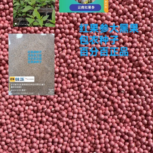 Jingyu Yunnan golden flower red ginseng rare fruit four-season green plant abacus fruit spider fruit Yunnan abacus fruit 100 red ginseng coated large black fruit seeds