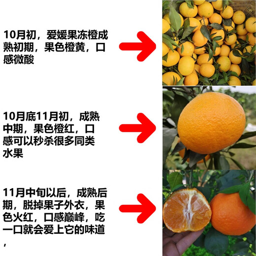 Jingdida Sichuan Ehime No. 38 jelly orange net weight 8Jin Jin is equal to 0.5kg fruit diameter 75-80mm citrus orange fresh fruit straight from the source