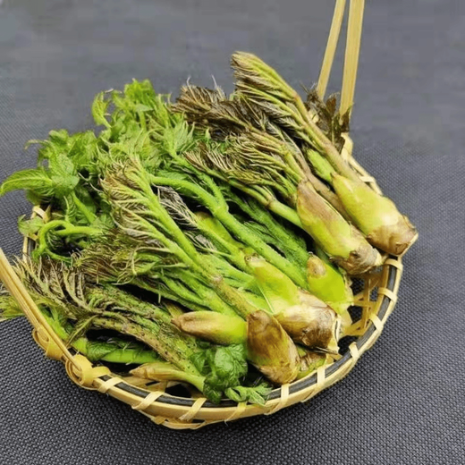 Different plants, Echinacea sprouts seeds, Erythronus buds seeds, sowing in all seasons, balcony potted plants, small yard planting, simple and high-yielding. Authentic, Echinacea sprouts, 4 packs, 6 packs + fertilizer