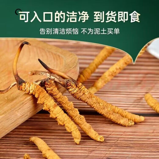 Cordyceps sinensis tibetaner cordycep