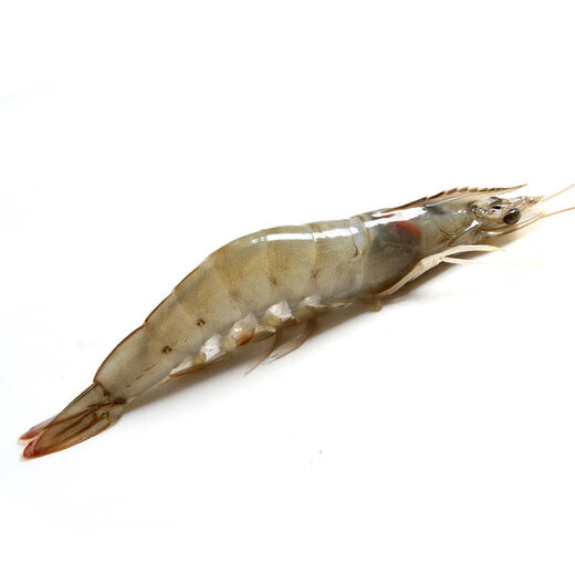 Xianjingcai chilled white shrimp 300g (about 12-18 pieces)