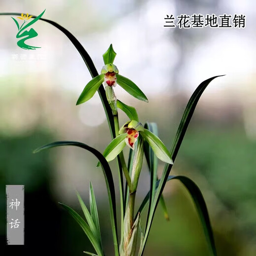 Wengyuan Orchid, Spring Orchid, Myth Thin Leaf Grass, Flower Tongue Colorful Flowers, Fresnel Buds, Strong Fragrance Green Plant Potted Plant, Myth 4 Seedlings, Large Strong Seedlings, Simple Pot Hair