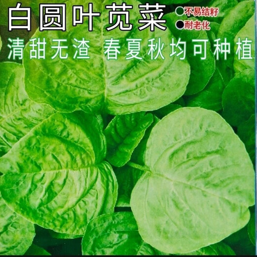 Big round leaf glutinous rice, amaranth, green leaf, amaranth, four seasons, farm vegetables, green seeds, amaranth #(picked and long)* White round leaf amaranth, exquisite 3 packs [sweet, tender and refreshing] about 16,805 capsules