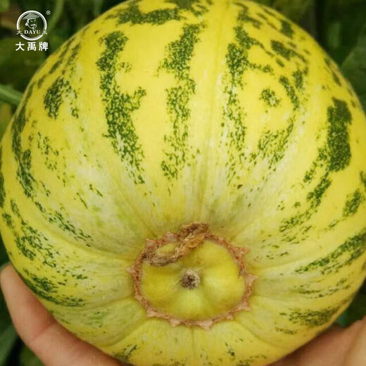Dayu Balixiang muskmelon seeds cantaloupe old variety tiger skin melon field planting autumn and winter extra large Balixiang muskmelon muskmelon seeds about 30 pieces