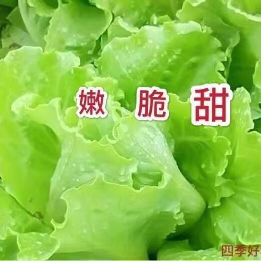 Four seasons sweet and crisp glass lettuce seeds, crisp and tender raw lettuce seeds, farmer's four seasons potted vegetable seeds, glass lettuce 2 packs, about 4000 seeds