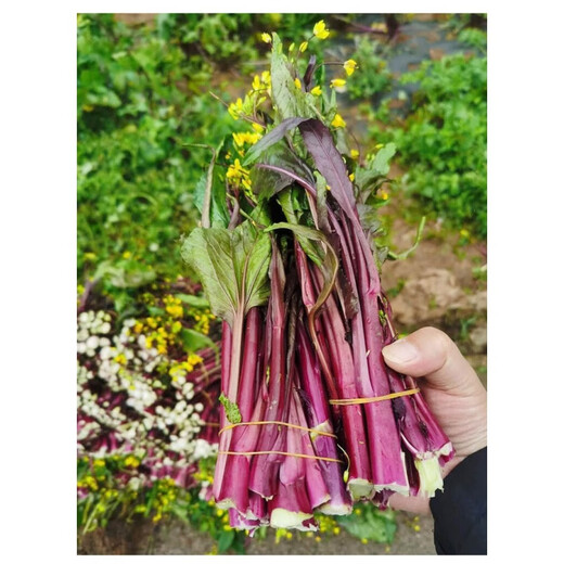 Vegetable seedlings suitable for planting in autumn, easy-to-live leeks for all seasons, cold-resistant baby cabbage, blue kale, pepper seedlings for autumn sowing, 10 kale seedlings + fertilizer